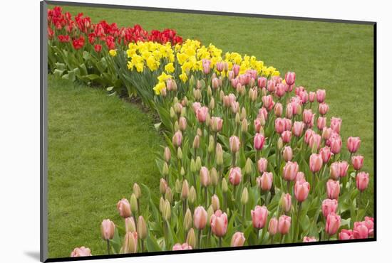 Mount Vernon, Washington State, USA. Curved row of tulips and daffodils.-Janet Horton-Mounted Photographic Print