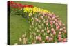 Mount Vernon, Washington State, USA. Curved row of tulips and daffodils.-Janet Horton-Stretched Canvas
