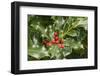 Mount Vernon, Washington State, USA. English holly (Ilex Aquifolium) with red berries.-Janet Horton-Framed Photographic Print