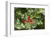 Mount Vernon, Washington State, USA. English holly (Ilex Aquifolium) with red berries.-Janet Horton-Framed Photographic Print