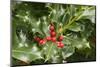 Mount Vernon, Washington State, USA. English holly (Ilex Aquifolium) with red berries.-Janet Horton-Mounted Photographic Print