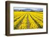 Mount Vernon, Washington State, USA. Field of yellow daffodils.-Janet Horton-Framed Photographic Print