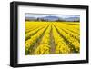 Mount Vernon, Washington State, USA. Field of yellow daffodils.-Janet Horton-Framed Photographic Print