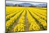 Mount Vernon, Washington State, USA. Field of yellow daffodils.-Janet Horton-Mounted Photographic Print