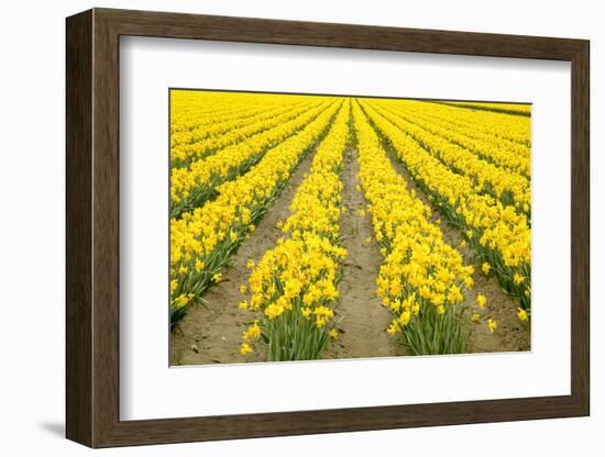 Mount Vernon, Washington State, USA. Field of yellow daffodils.-Janet Horton-Framed Photographic Print