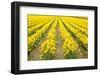 Mount Vernon, Washington State, USA. Field of yellow daffodils.-Janet Horton-Framed Photographic Print
