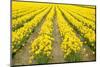 Mount Vernon, Washington State, USA. Field of yellow daffodils.-Janet Horton-Mounted Photographic Print