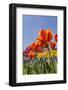 Mount Vernon, Washington State, USA. Tulip garden.-Janet Horton-Framed Photographic Print