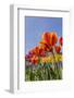 Mount Vernon, Washington State, USA. Tulip garden.-Janet Horton-Framed Photographic Print