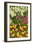 Mount Vernon, Washington State, USA. Tulips and daffodils growing.-Janet Horton-Framed Photographic Print