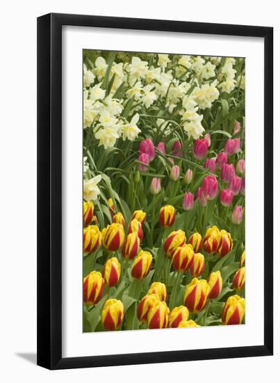 Mount Vernon, Washington State, USA. Tulips and daffodils growing.-Janet Horton-Framed Photographic Print