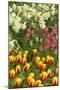 Mount Vernon, Washington State, USA. Tulips and daffodils growing.-Janet Horton-Mounted Photographic Print