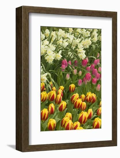 Mount Vernon, Washington State, USA. Tulips and daffodils growing.-Janet Horton-Framed Photographic Print