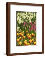 Mount Vernon, Washington State, USA. Tulips and daffodils growing.-Janet Horton-Framed Photographic Print