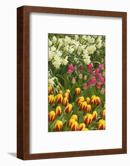 Mount Vernon, Washington State, USA. Tulips and daffodils growing.-Janet Horton-Framed Photographic Print