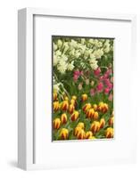 Mount Vernon, Washington State, USA. Tulips and daffodils growing.-Janet Horton-Framed Photographic Print