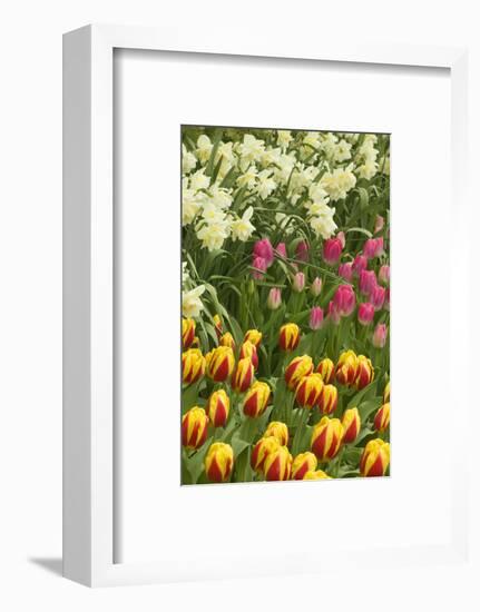 Mount Vernon, Washington State, USA. Tulips and daffodils growing.-Janet Horton-Framed Photographic Print