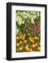 Mount Vernon, Washington State, USA. Tulips and daffodils growing.-Janet Horton-Framed Photographic Print