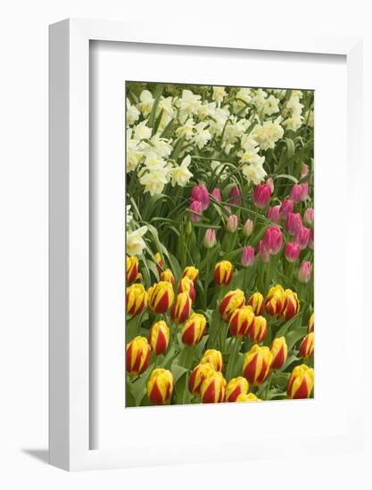 Mount Vernon, Washington State, USA. Tulips and daffodils growing.-Janet Horton-Framed Photographic Print