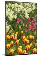 Mount Vernon, Washington State, USA. Tulips and daffodils growing.-Janet Horton-Mounted Photographic Print