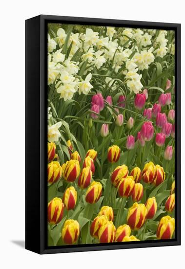 Mount Vernon, Washington State, USA. Tulips and daffodils growing.-Janet Horton-Framed Stretched Canvas