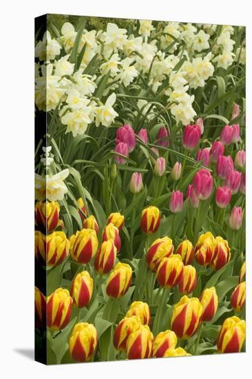 Mount Vernon, Washington State, USA. Tulips and daffodils growing.-Janet Horton-Stretched Canvas