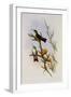 Mountain Amazili, Amazilia Alticola-John Gould-Framed Giclee Print