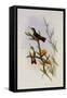 Mountain Amazili, Amazilia Alticola-John Gould-Framed Stretched Canvas