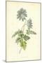 Mountain Anemone-Frederick Edward Hulme-Mounted Giclee Print