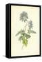 Mountain Anemone-Frederick Edward Hulme-Framed Stretched Canvas