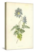 Mountain Anemone-Frederick Edward Hulme-Stretched Canvas