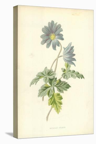 Mountain Anemone-Frederick Edward Hulme-Stretched Canvas