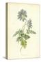 Mountain Anemone-Frederick Edward Hulme-Stretched Canvas