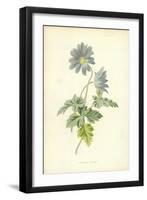 Mountain Anemone-Frederick Edward Hulme-Framed Giclee Print