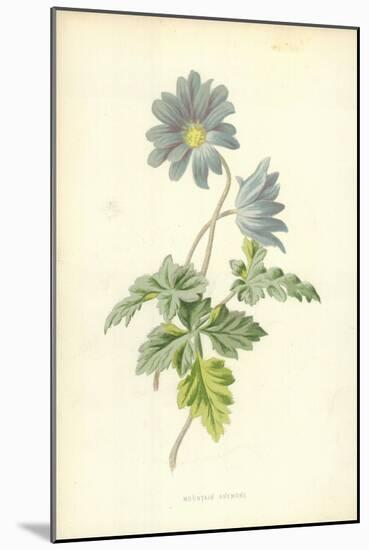 Mountain Anemone-Frederick Edward Hulme-Mounted Giclee Print