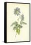 Mountain Anemone-Frederick Edward Hulme-Framed Stretched Canvas