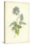 Mountain Anemone-Frederick Edward Hulme-Stretched Canvas