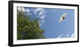 Mountain Apollo (Parnassius Apollo) In Flight, Southwest Finland, February, July-Jussi Murtosaari-Framed Photographic Print