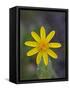 Mountain Arnica (Arnica Montana), Shoshone National Forest, Wyoming-null-Framed Stretched Canvas