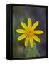 Mountain Arnica (Arnica Montana), Shoshone National Forest, Wyoming-null-Framed Stretched Canvas