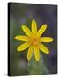 Mountain Arnica (Arnica Montana), Shoshone National Forest, Wyoming-null-Stretched Canvas