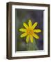 Mountain Arnica (Arnica Montana), Shoshone National Forest, Wyoming-null-Framed Photographic Print