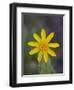 Mountain Arnica (Arnica Montana), Shoshone National Forest, Wyoming-null-Framed Photographic Print