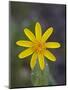 Mountain Arnica (Arnica Montana), Shoshone National Forest, Wyoming-null-Mounted Photographic Print