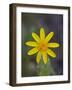 Mountain Arnica (Arnica Montana), Shoshone National Forest, Wyoming-null-Framed Photographic Print