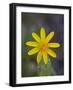 Mountain Arnica (Arnica Montana), Shoshone National Forest, Wyoming-null-Framed Photographic Print