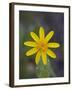 Mountain Arnica (Arnica Montana), Shoshone National Forest, Wyoming-null-Framed Photographic Print