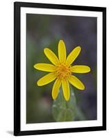 Mountain Arnica (Arnica Montana), Shoshone National Forest, Wyoming-null-Framed Photographic Print