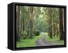 Mountain Ash Forest, Dandenong Ranges National Park, Dandenong Ranges, Victoria, Australia, Pacific-Jochen Schlenker-Framed Stretched Canvas