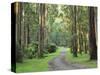 Mountain Ash Forest, Dandenong Ranges National Park, Dandenong Ranges, Victoria, Australia, Pacific-Jochen Schlenker-Stretched Canvas